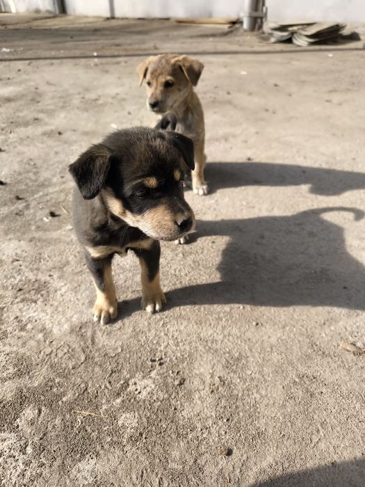 Отдам в хорошие руки щенков дворняжек!