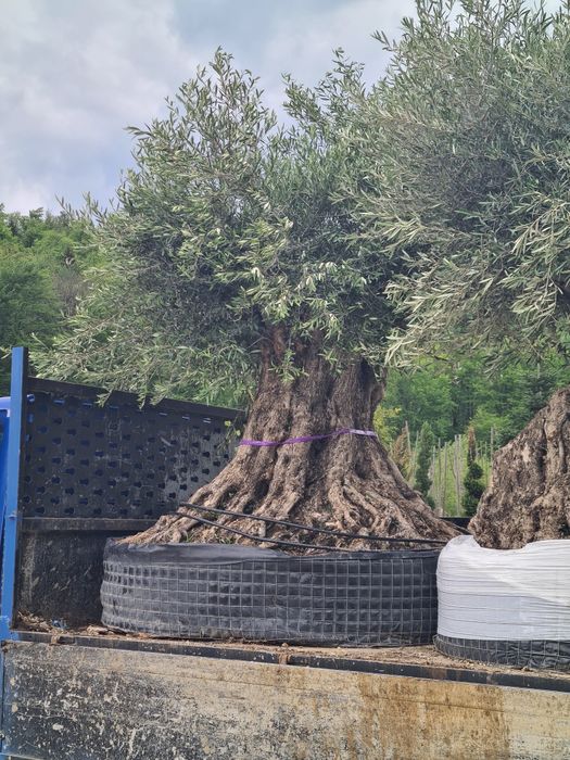 Maslin de 100+ ani Plante