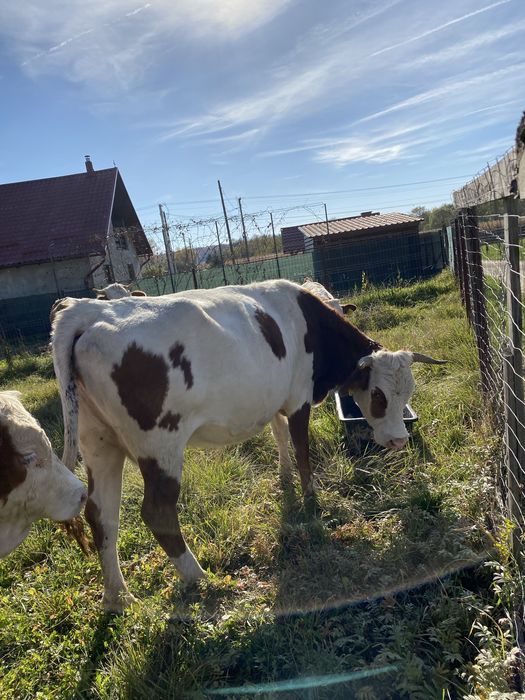 Vand 2 vaci cu vitei