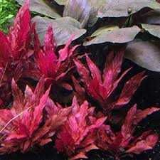 Alternanthera reineckii Variegated