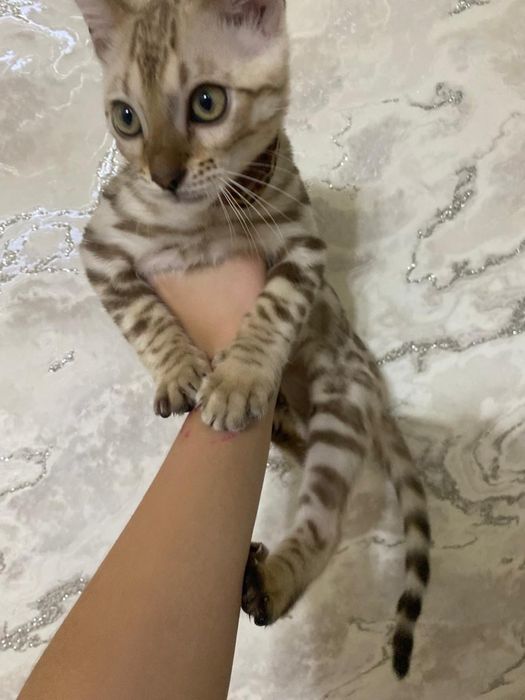 Продается бенгал