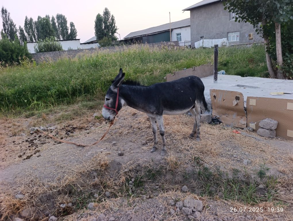 Eshak sotiladi yoshi 5 yosh atrofida Aravaga yuradi yaniy uchadi .Erka