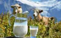 Домашний Молоко ,Колдың сүті,milk сут