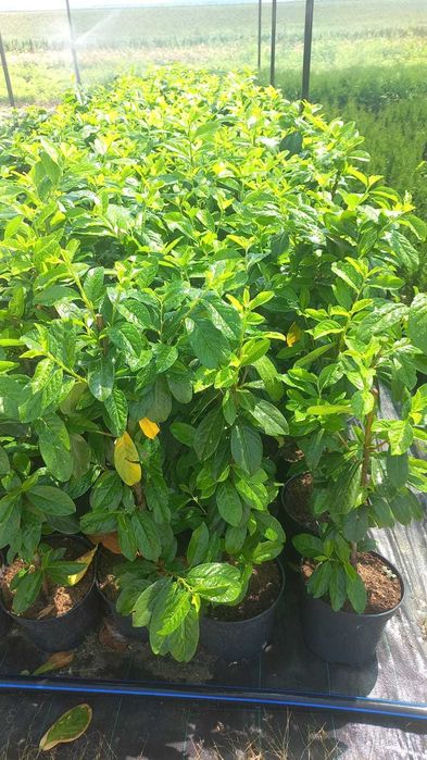 Plante ornamentale, trandafiri și pomi fructiferi – Prețuri accesibile