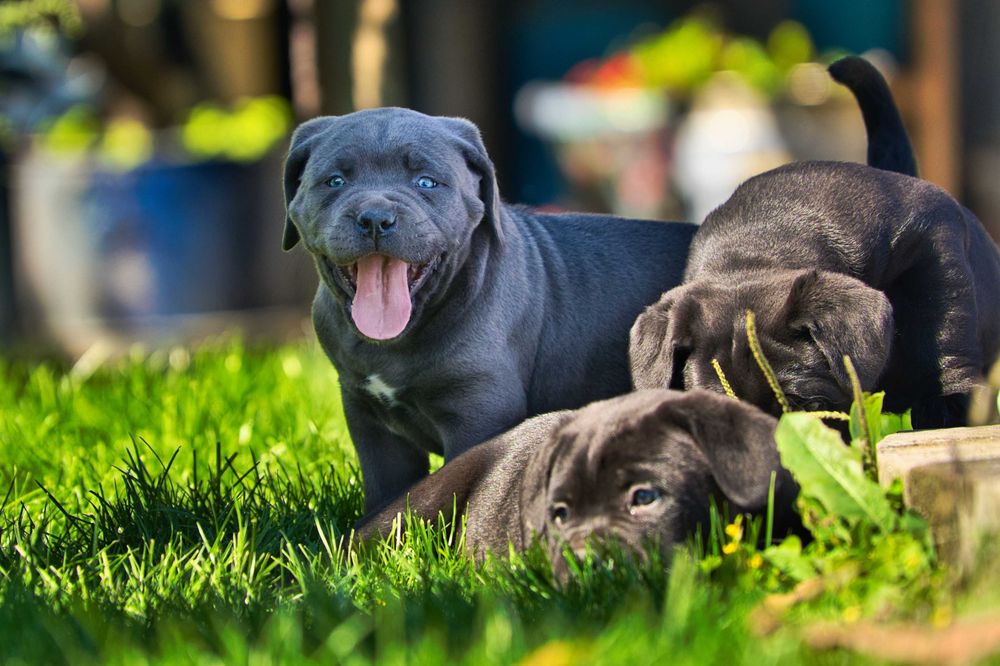 Кученца Кане Корсо Куче Cane Corso