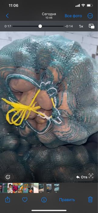 Продам картофель Гала