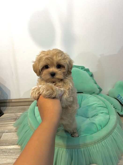 Băiețel Maltipoo – Max, 2,5 luni