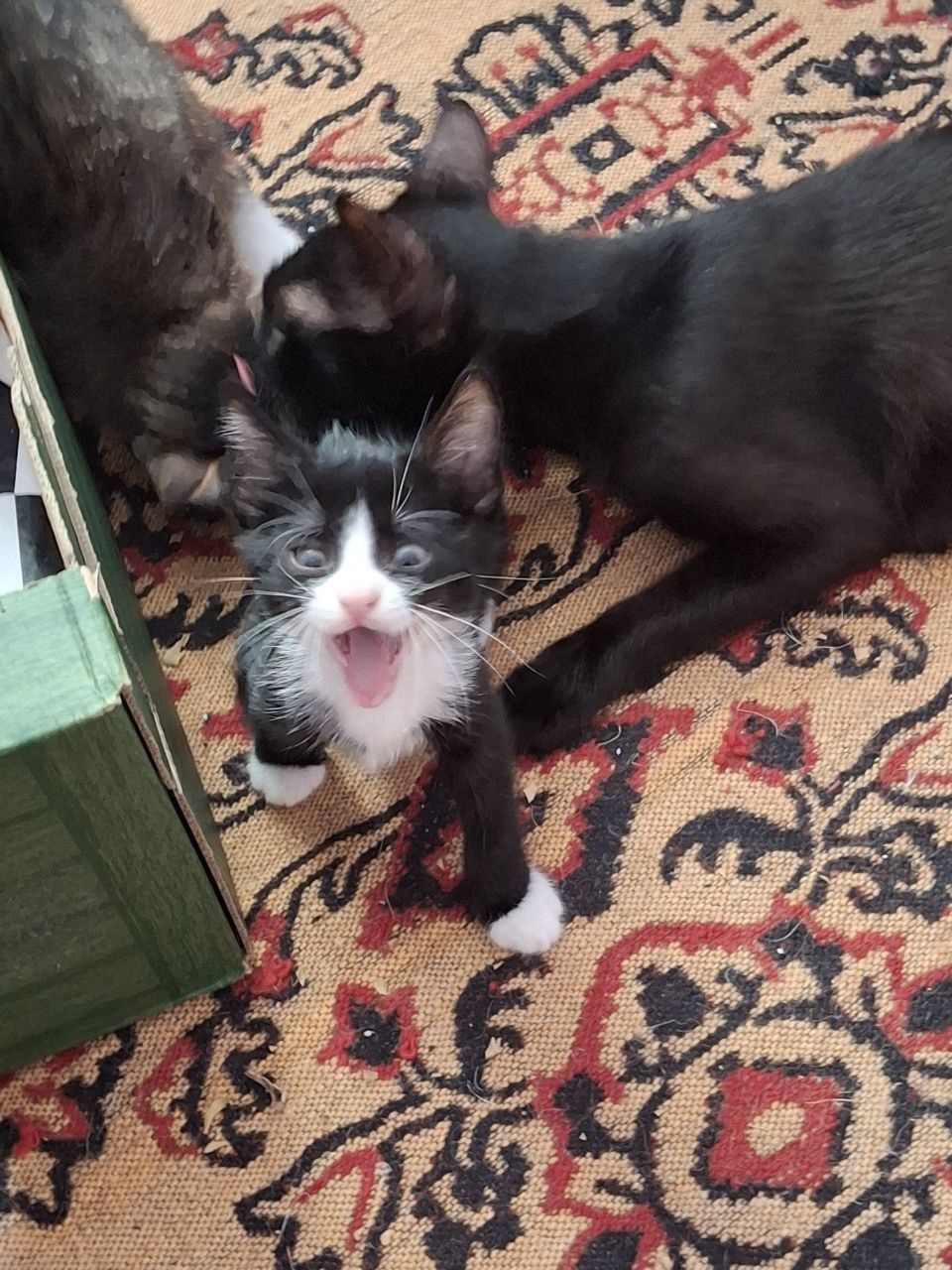 !! СПЕШНО!! 2 котенца търсят дом