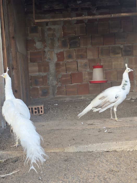 Зелени пауни Muticus Muticus и Спалдинг висок процент