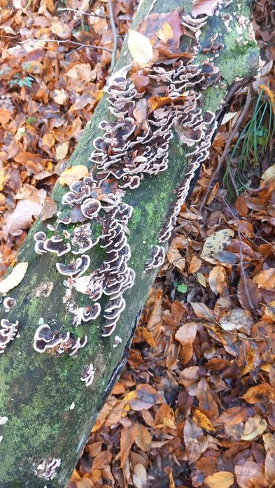 Ciuperci medicinale coada curcanului