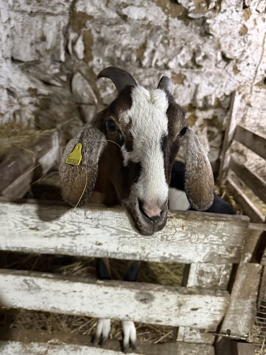 Нубийская коза молочная