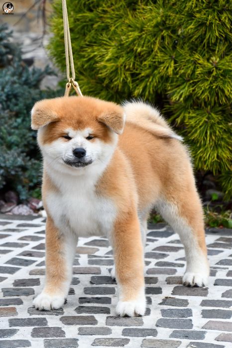 Akita Inu Mascul de top