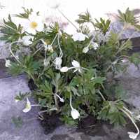 Цвете Анемоне с бял цъфтеж