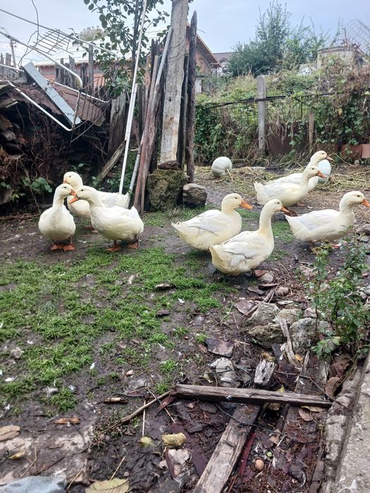 Rate Pekin .rasă de Carne.