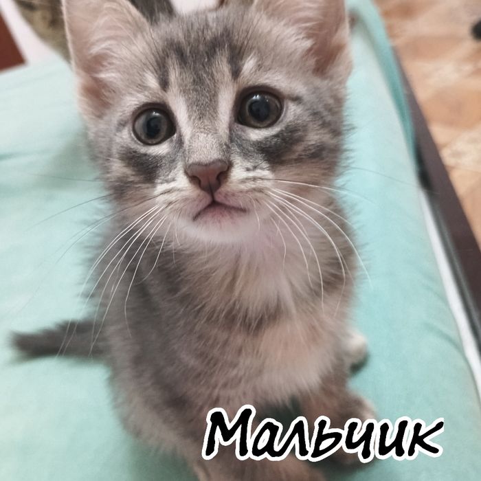 Котята ищут новый дом