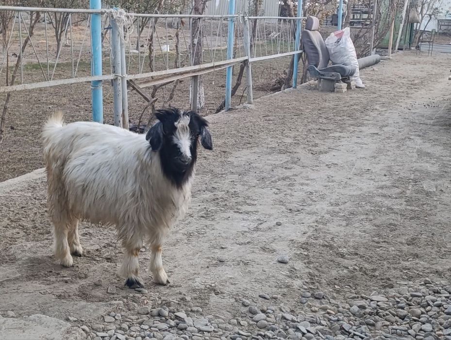 Echki yelin qilgan 1 oyda tug’adi yeb ichishidan kamchilik yo’q rangi