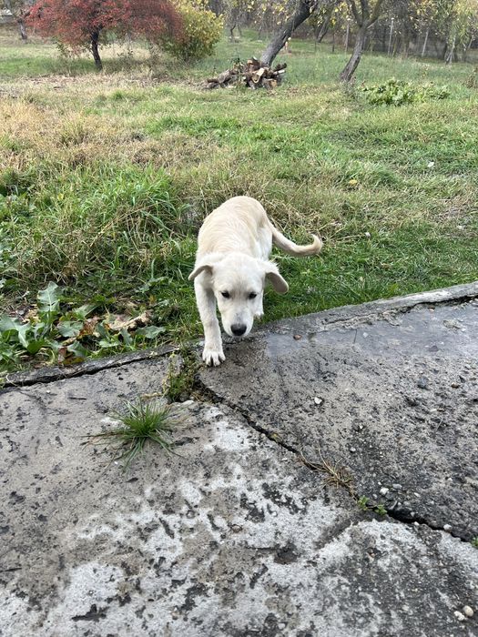 Ofer spre adoptie 4 căței. Sunt jucausi si nu sunt pretentiosi