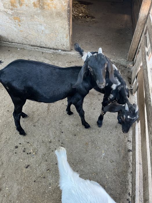 Tapuc de 5 luni spre vanzare si iada