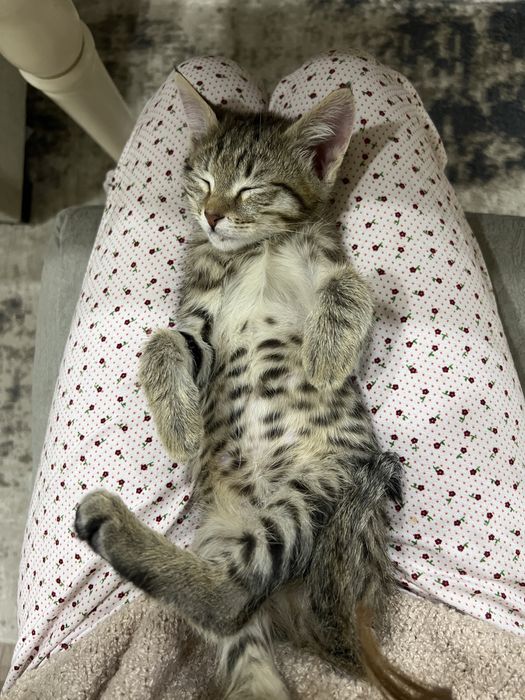 3 месячный котенок, мальчик, отдам в хорошие руки.