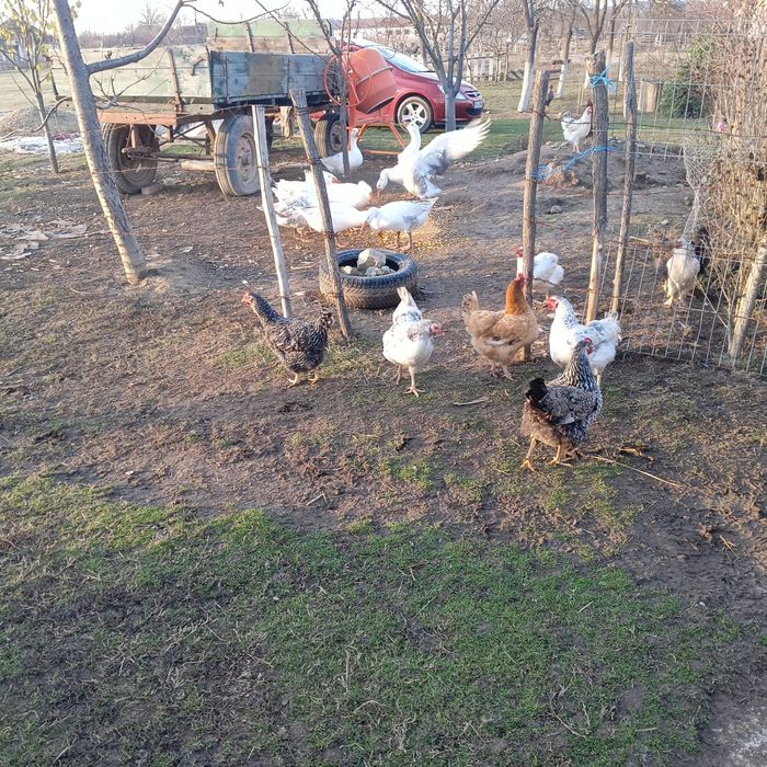 Vând gâște crescute bio