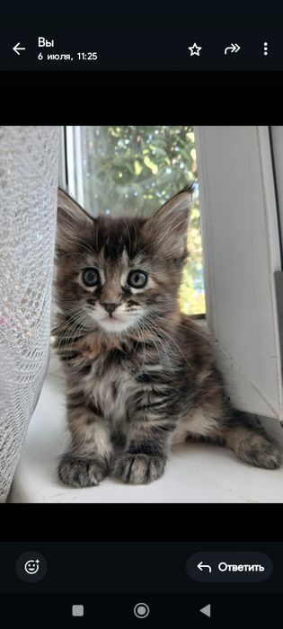 Очень красивые котята порода Мейн - куны