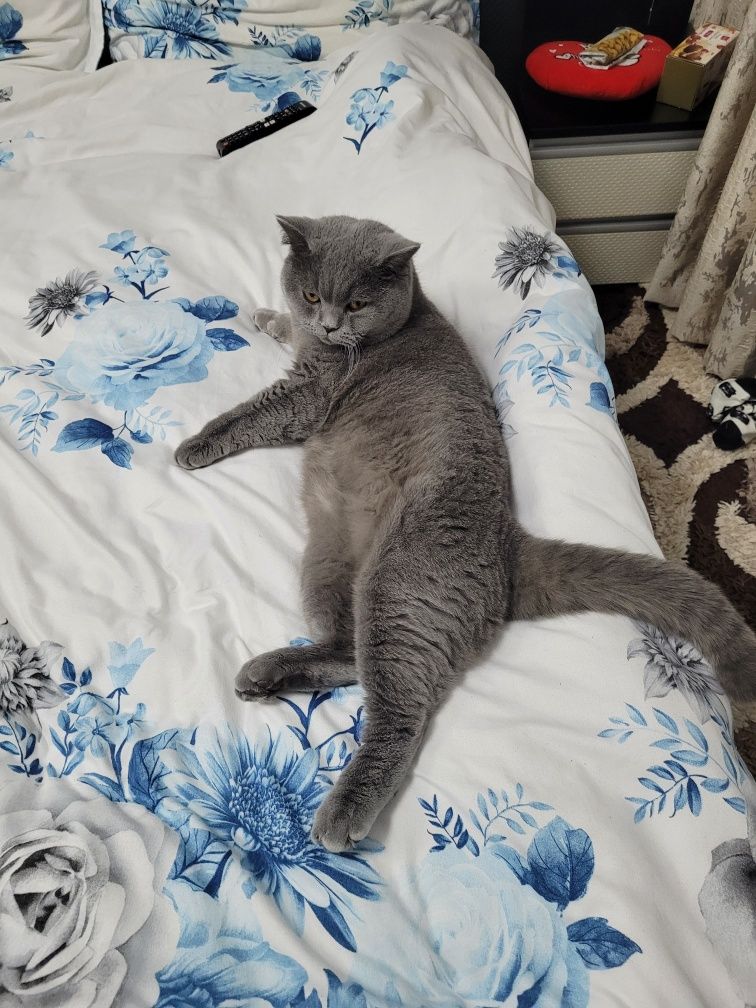 Donez Motan British Shorthair