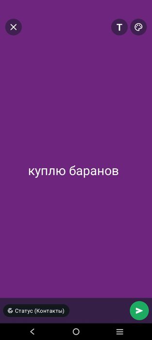 кой токты Бараны овцы