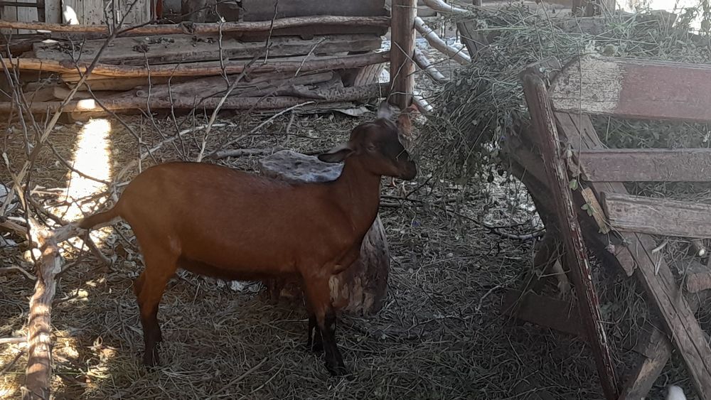 Țap ciut genetic 4luni