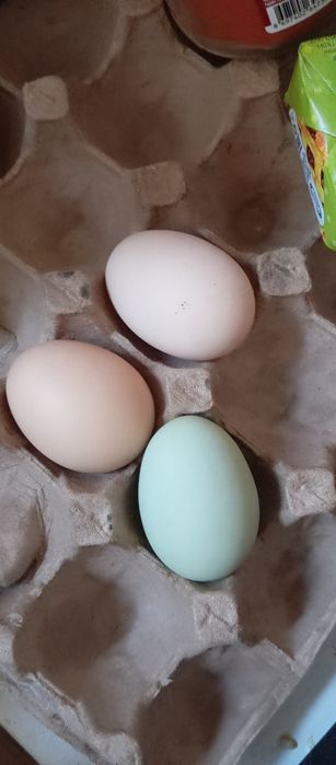 Продам кур амераукана