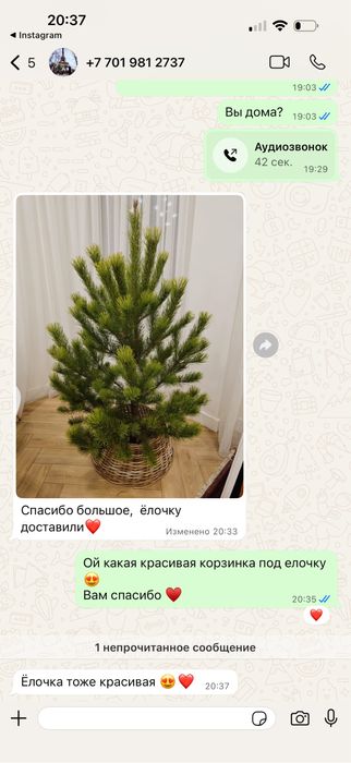 Живые елки новогодние
