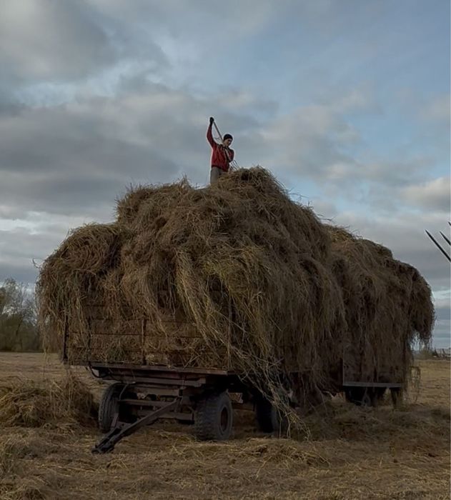 Продам сено луговое , мичурино черноярка