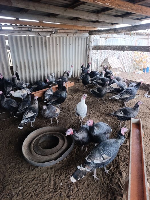 Күркетауық Индюк