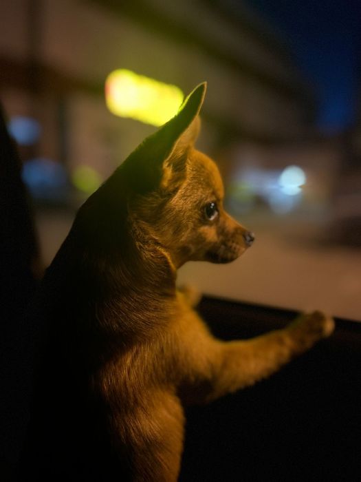 Продавам куче помера за 500 лв.