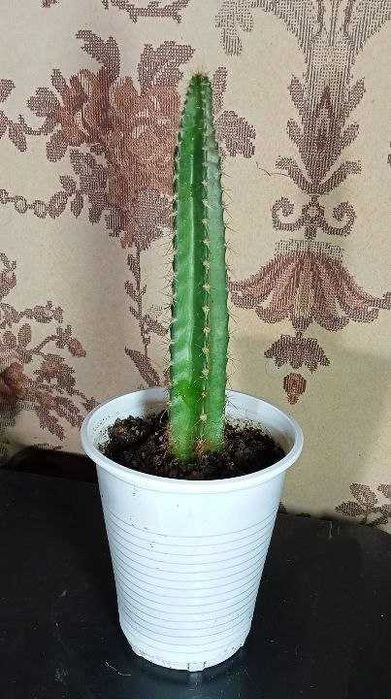 Продам. Кактус . Цериус перуанский.