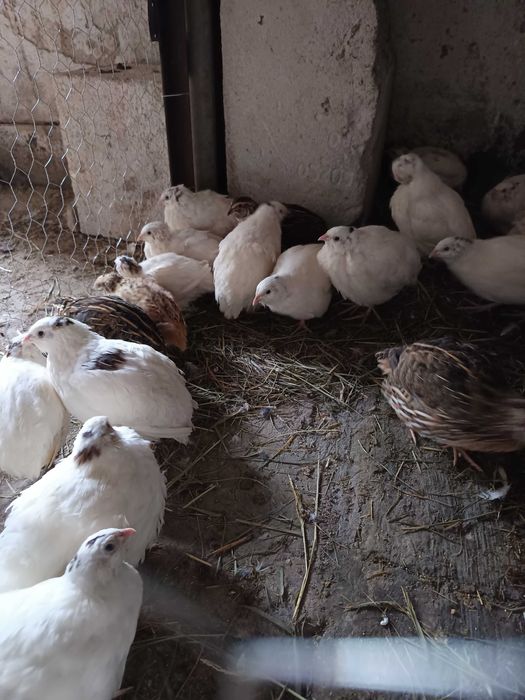 Prepelițe  polar albe