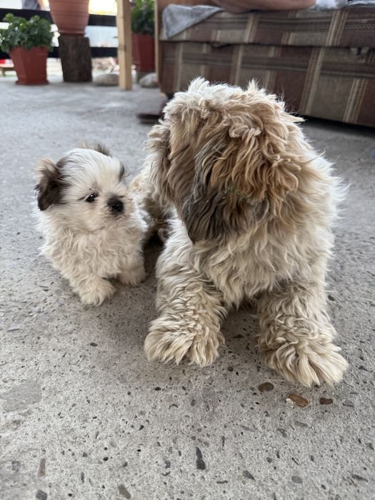Vand mascul Shih Tzu