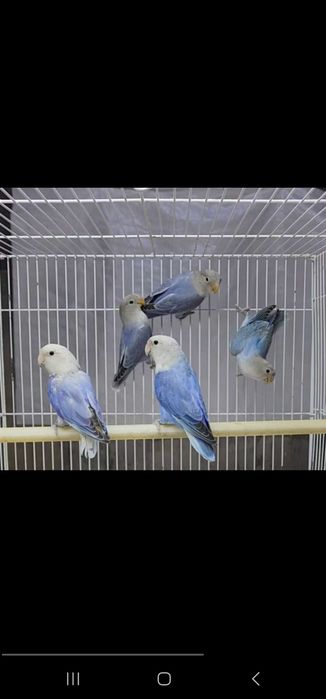 Nerazluchka Maska Lutina Paralar Неразлучники Маска Лутина Пари