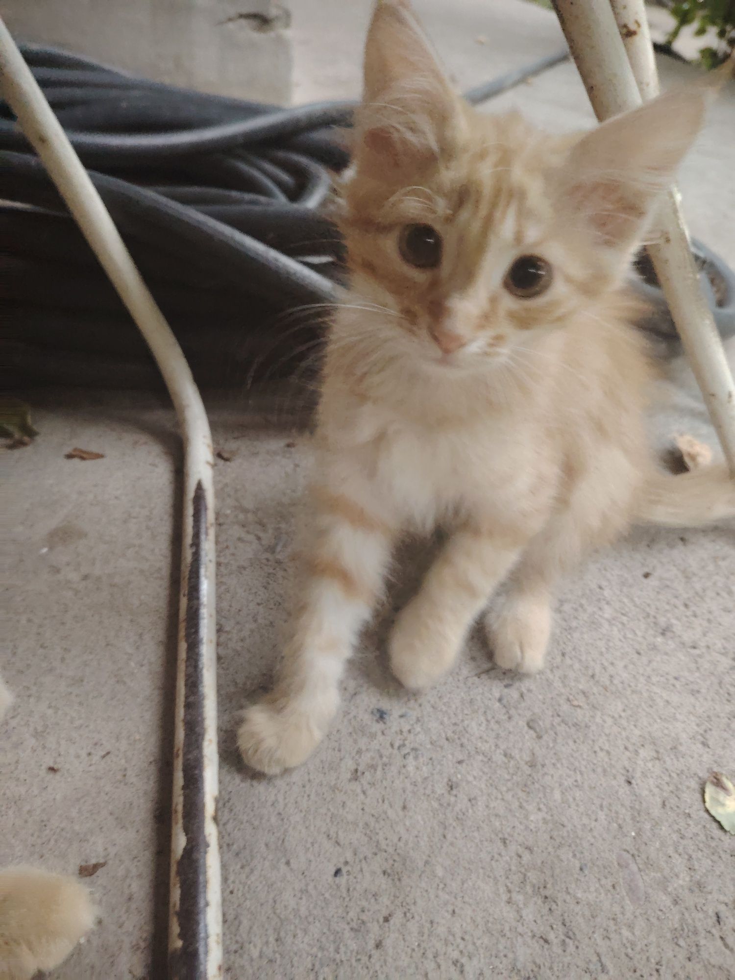 Котята и кошки бесплатно в добрые руки