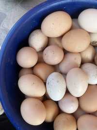 Ouă de țară proaspate