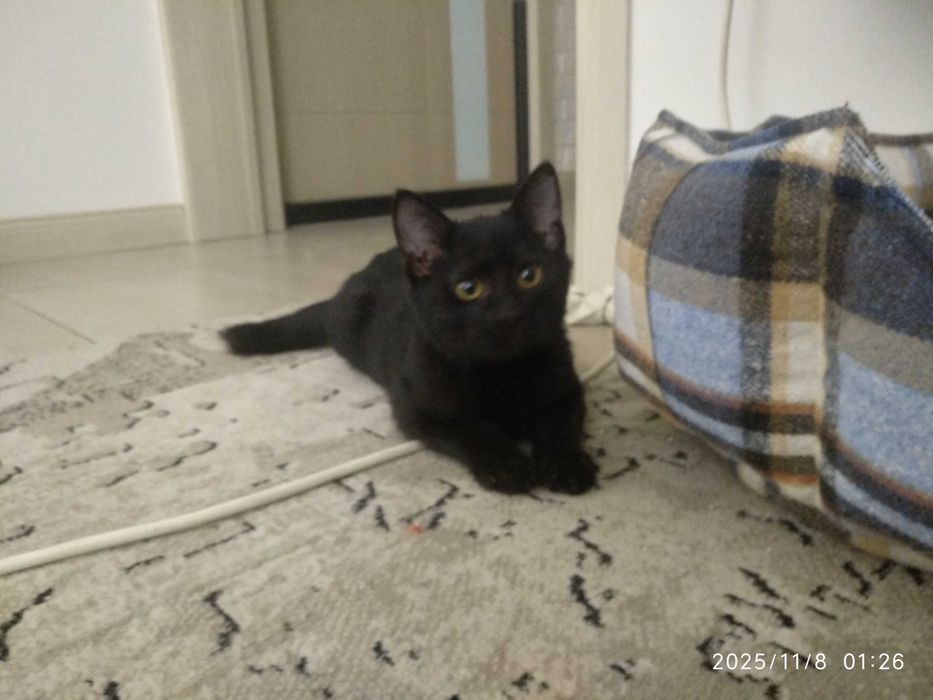 Маленький чёрненький малыш ищет любящего человека