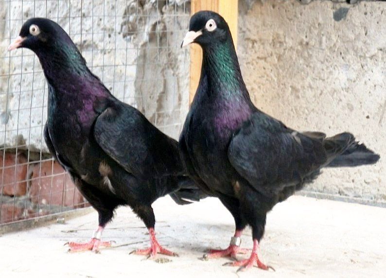Продам готовых эранских (туркман) голубей.