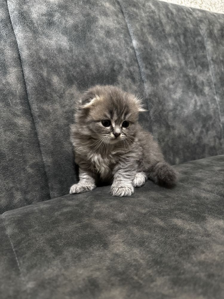 Котята скоттиш-фолд/скоттиш-страйт
