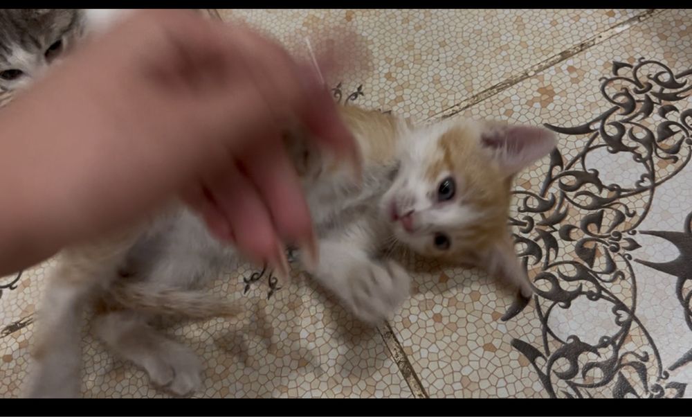 Котята мальчик и 2 девочки