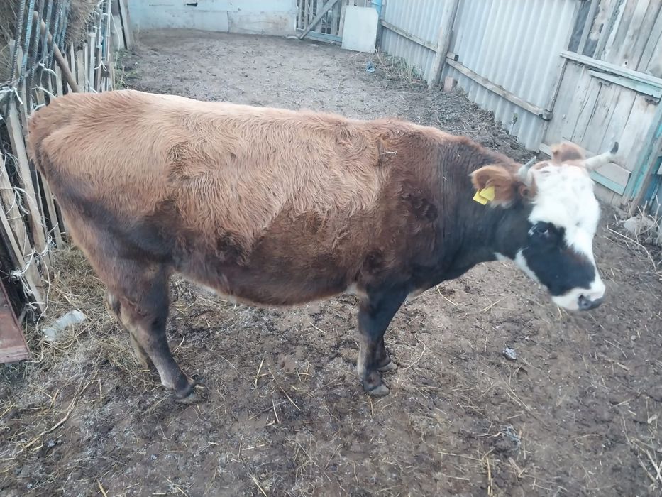 Продаются коровы