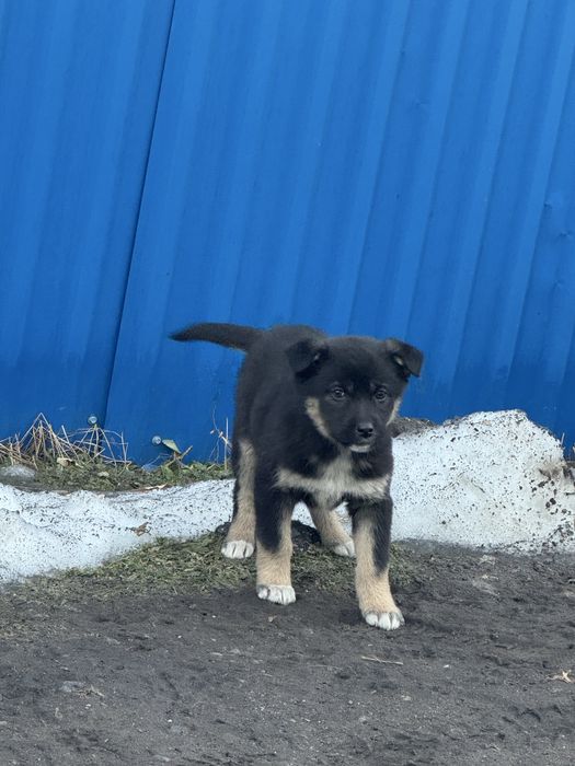 Отдам щенков в хорошие руки