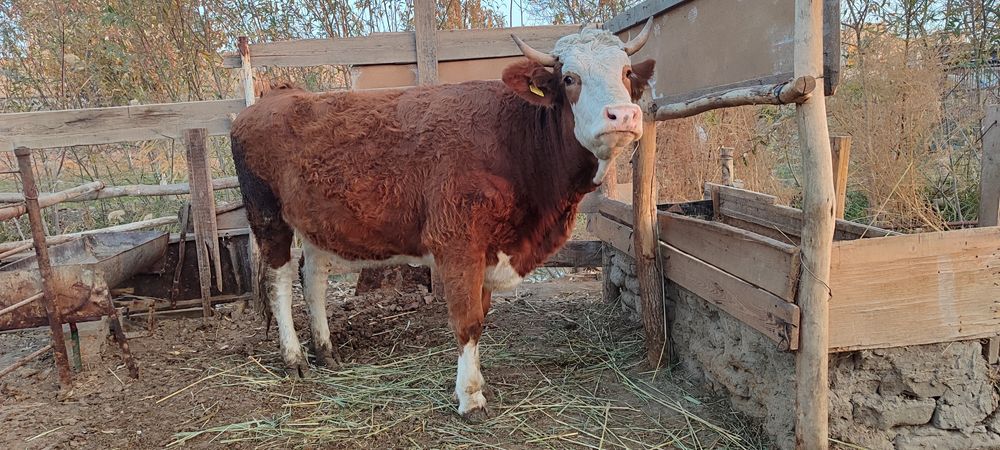 Simental sotiladi   narxi 40 milliyon keliwamez yana 100 toza