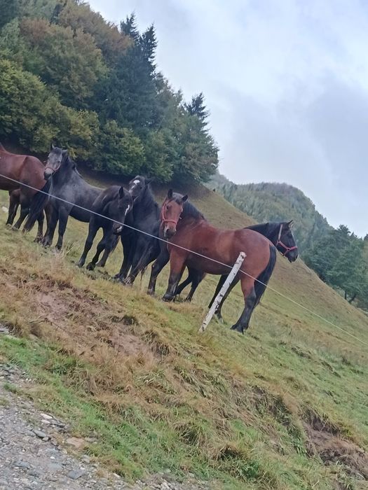 Vând două mânze sure și un armăsar