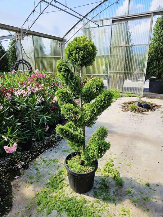 Vând pom pon de mai multe tipuri