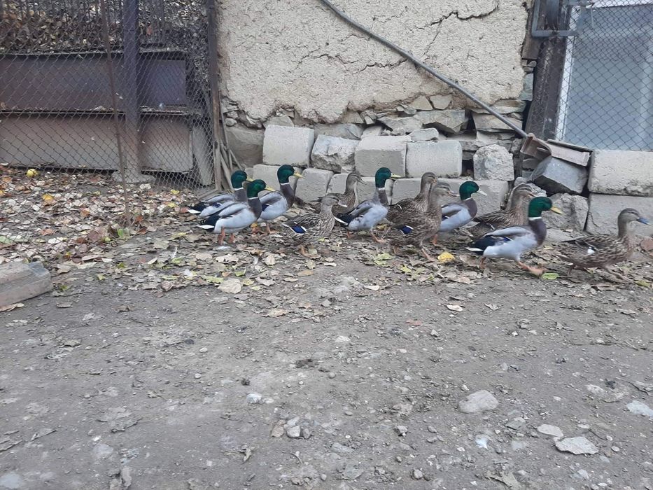 Зеленоглави патици,патета