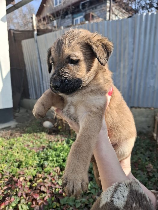 Малыши звоночки в поиске дома